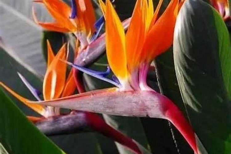 葫芦条葫芦一亩地产多斤