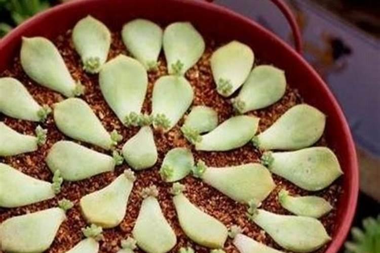 多肉植物用什么肥料复合肥可以吗
