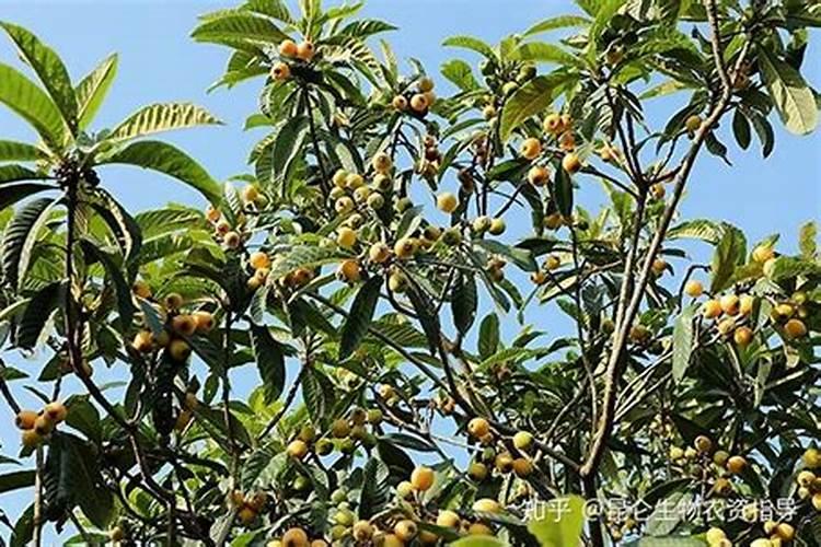 枇杷树施什么肥料最好