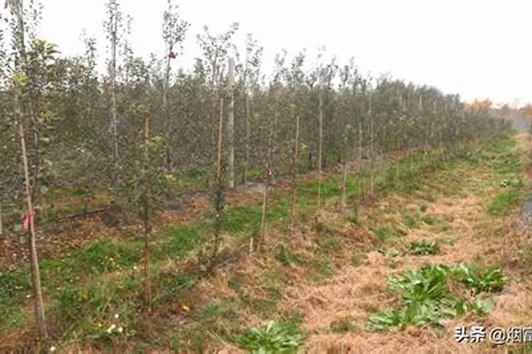 脱金水黄金不同浓度是什么颜色的