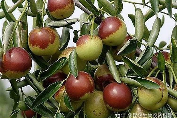 白掌可以水养吗