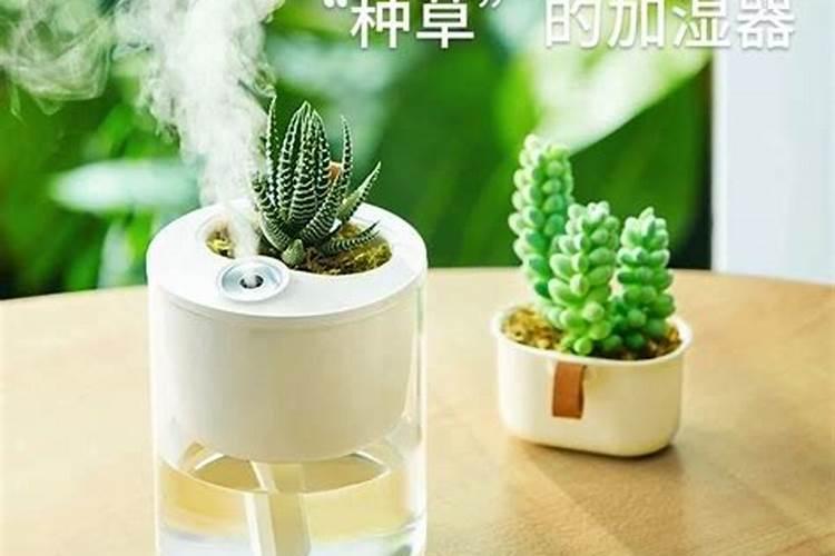 金线莲家里种植方法