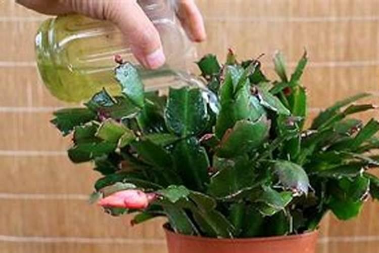 打过除草剂的水稻田种蔬菜可以吗？