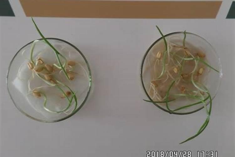 含腐殖酸的肥料有什么作用？