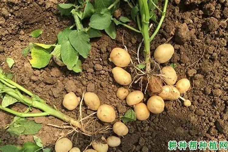 马铃薯肥料用量多少为宜 如何把握马铃薯肥料的用量
