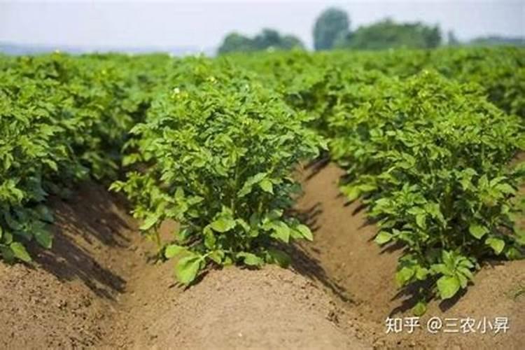 请问老师马铃薯用什么肥料才好呢