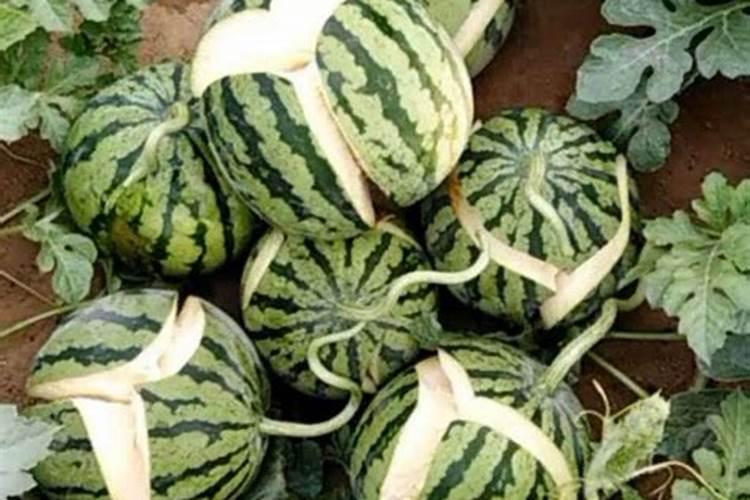 现在种土豆施用什么肥料高产