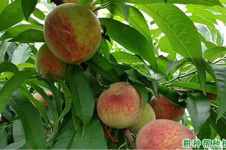 大姜的膨果期在什么时候？大姜膨大期用什么肥料能增产