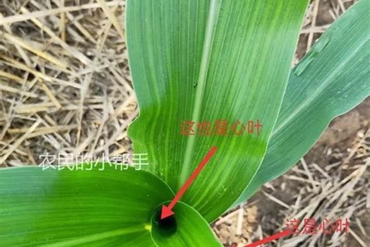 玉米几叶控旺最好