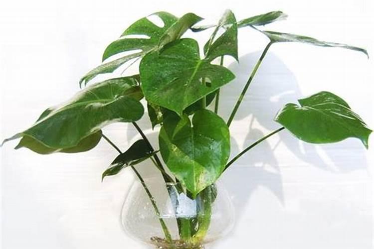 教你在家养出老桩龟背竹,让它的叶子裂开长壮