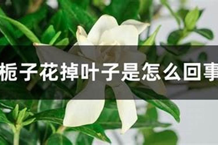 花生第一遍药最佳时间