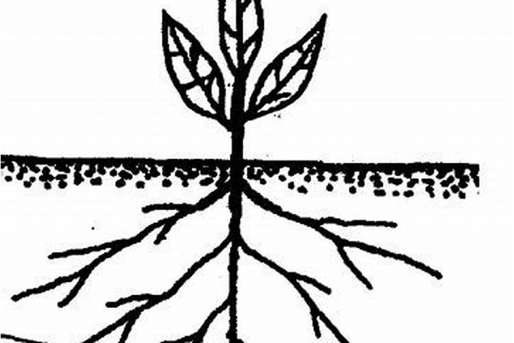 花生缺铁、缺钼有哪些表现？如何补充铁肥和钼肥？