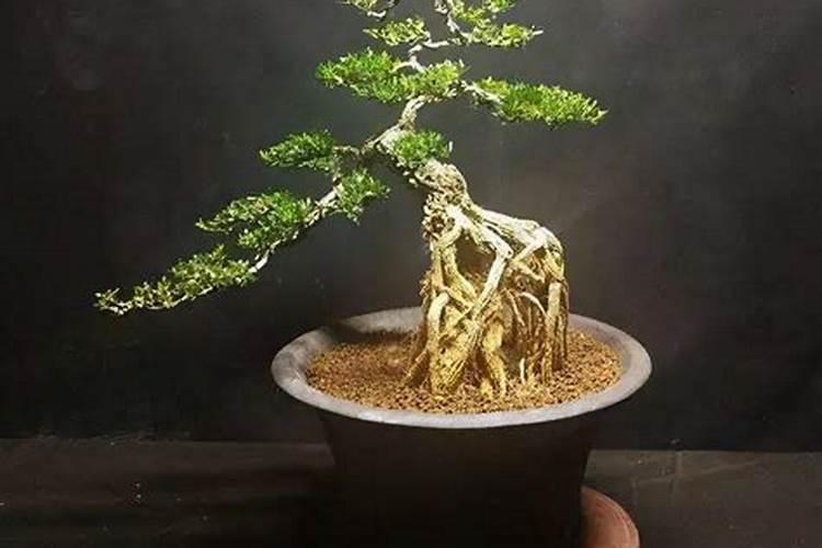 黄杨盆景的日常养护