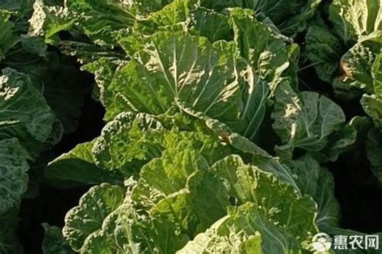 怎样辨别磷肥真伪