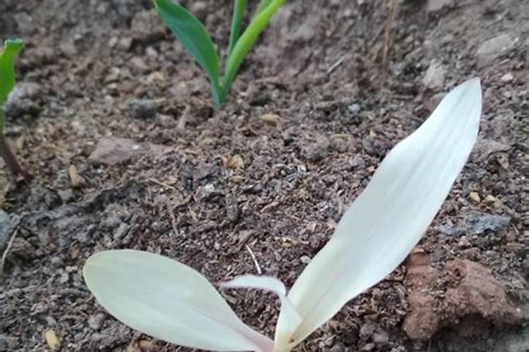 紫金矿业收购藏格钾肥后公司职工待遇会提高吗