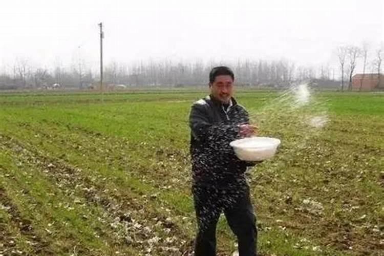 天竺葵种子多久发芽