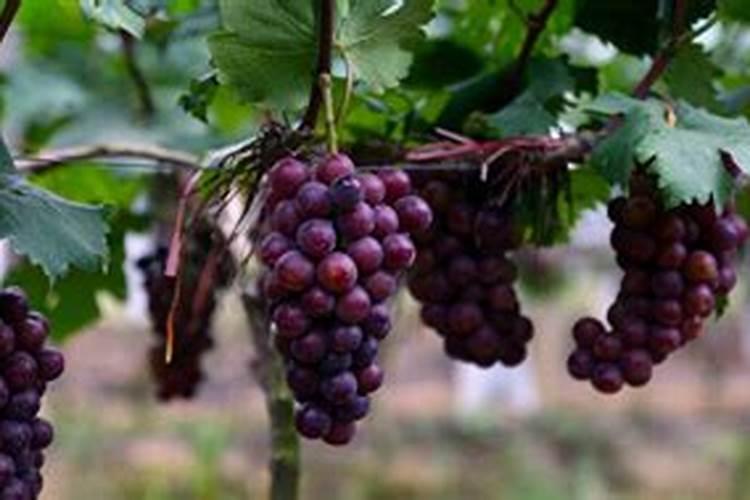 那些蔬菜可以用叶面肥