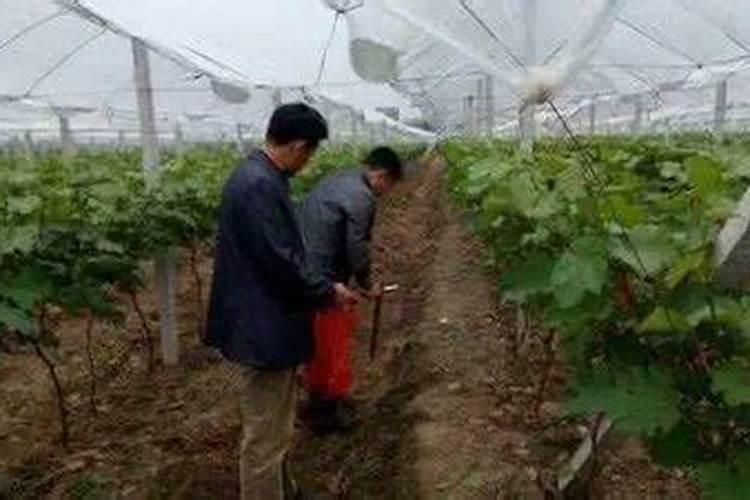 自酿过期葡萄酒可不可以用作叶面肥？