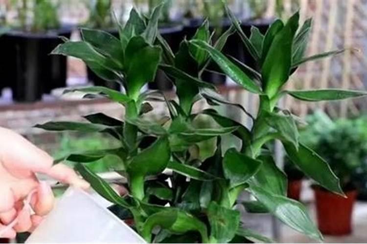 辣椒处于坐果期!但生长过旺!能用100克磷酸二氢钾加10毫升丙环唑兑水40...