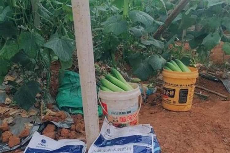 非洲茉莉用什么肥料好