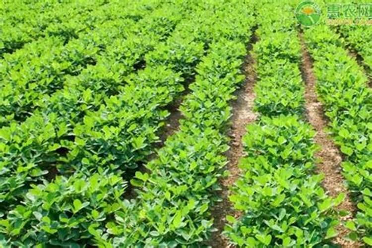 大棚红薯追肥用什么肥料好？用什么化肥产量高？用哪种水溶能能增产？