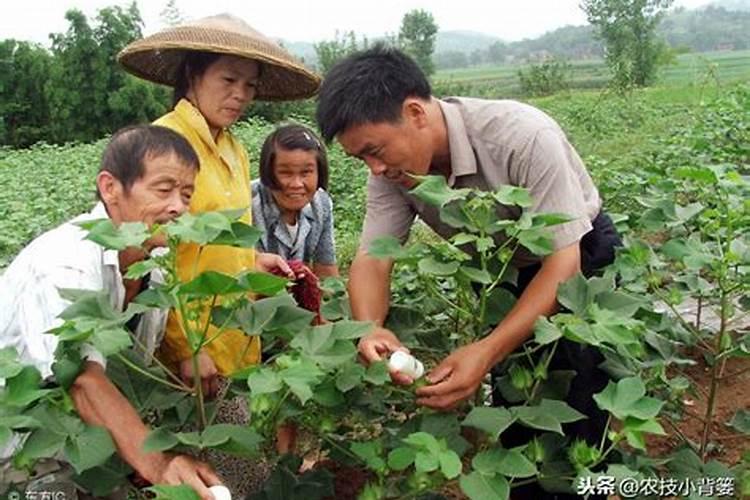那些蔬菜可以用叶面肥