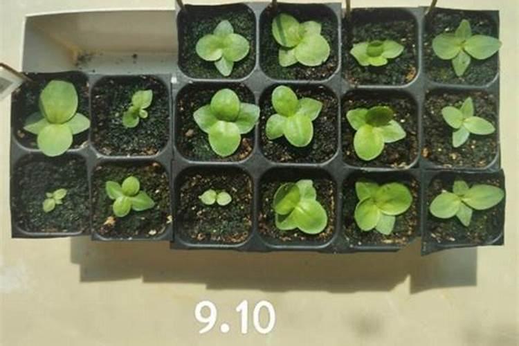 红薯叶怎么留种子