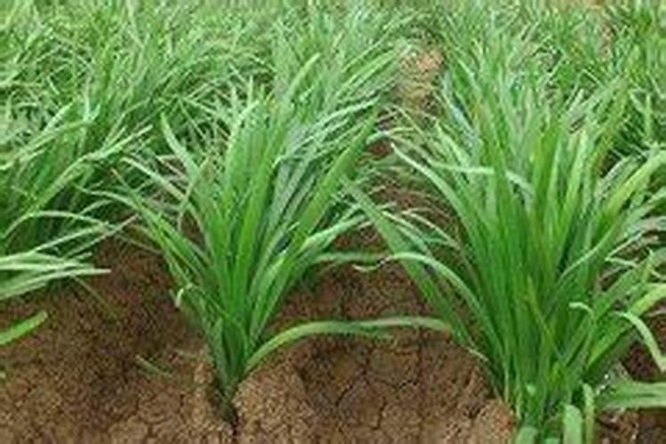 冬棚韭菜施什么肥料好