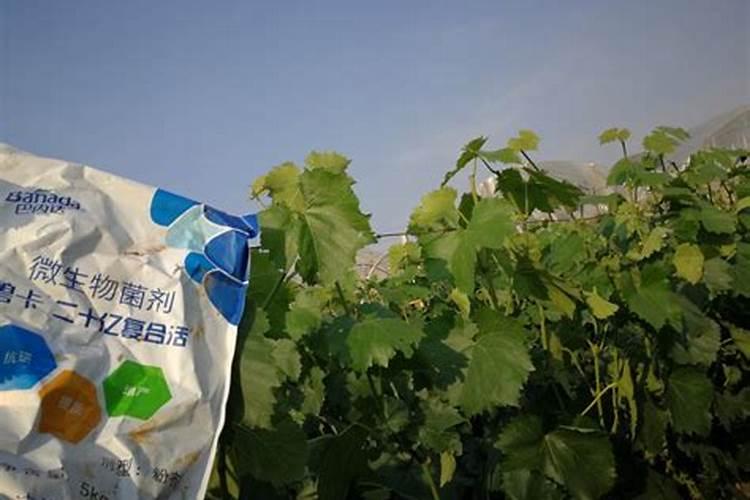 白菜打磷酸二氢钾好不