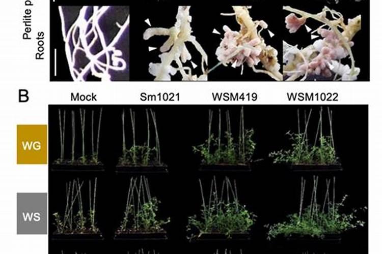 白菜追肥用什么肥料好