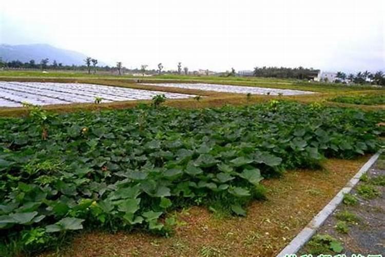 种植南瓜想高产？这八个管理细节需注意!