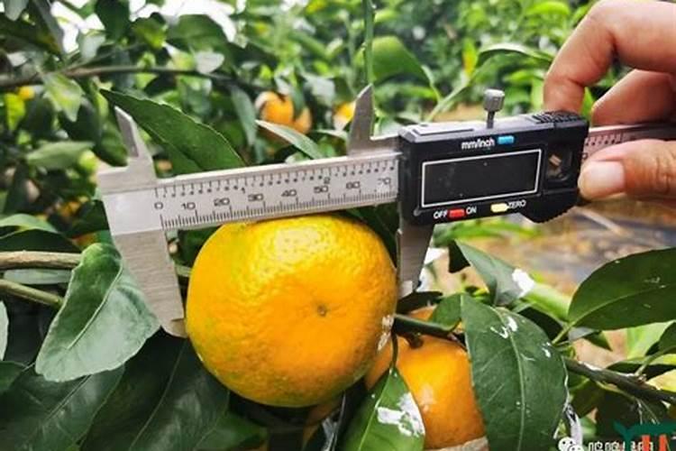 金桔树施什么肥料最好