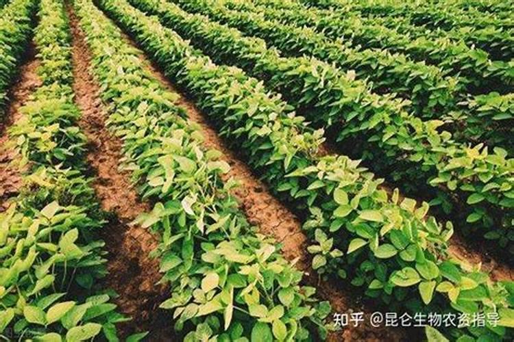 谁知道叶面肥哪款最好？