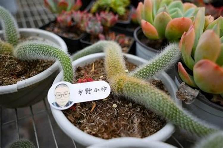 春天九尾狐的养殖方法