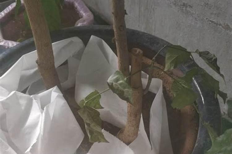 幸福树叶子干枯烧焦掉落