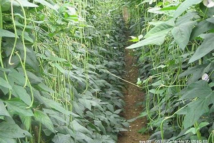 豆角用什么肥料效果好(种植豆角结果期需要什么叶面肥)