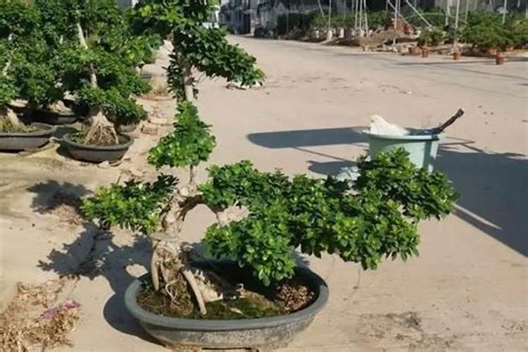 玉米钾肥的正确使用方法