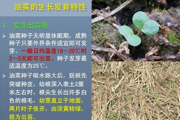 油菜追肥需要用哪种肥料？