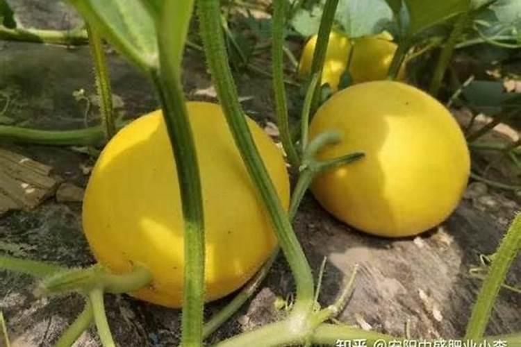 如何给棉花施底肥