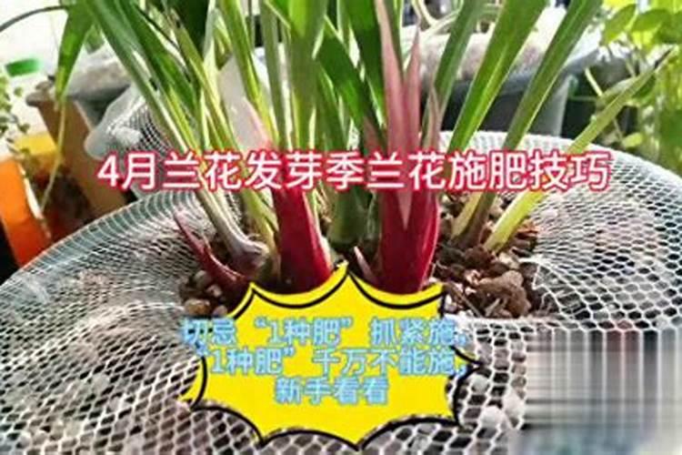 硅肥什么牌子最好