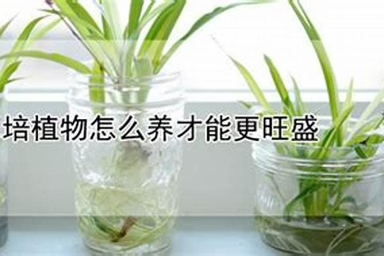 绣球花施什么肥