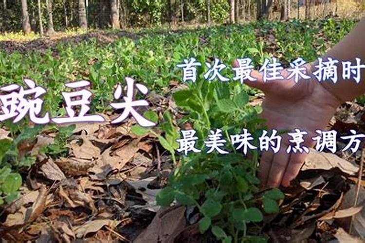液体有机肥的制作过程是什么