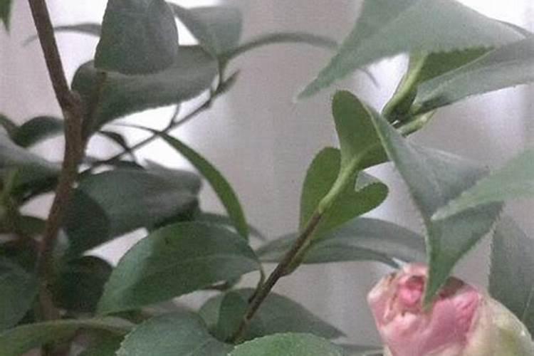 来年开春,种植春小麦时该注意啥