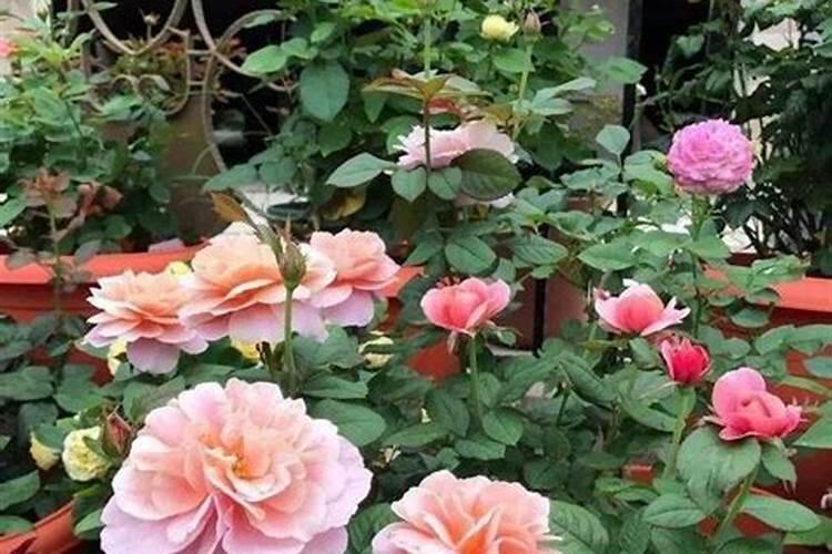 四季开花的胭脂扣月季这些优点非常出色