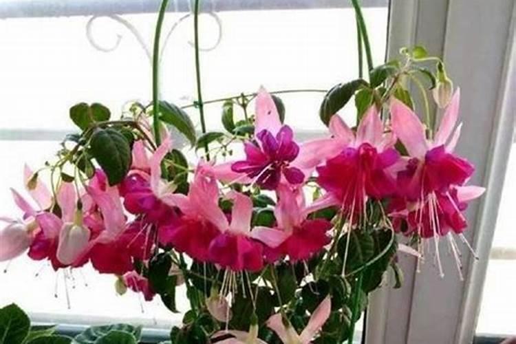 常见中微量元素肥料有哪些？看完记得收藏!