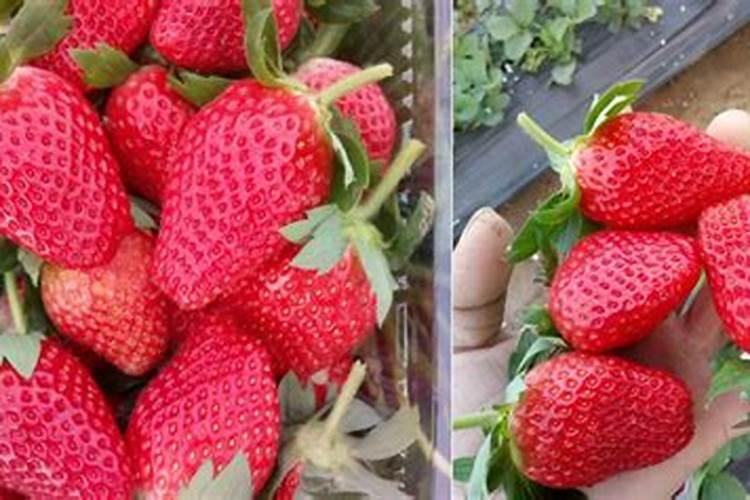 种植草莓什么时候需要施肥