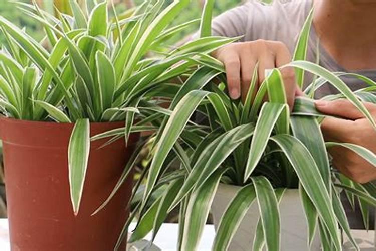 青皮精油和橙皮精油哪个好