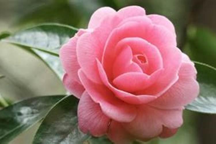 老化肥厂家属院怎么样