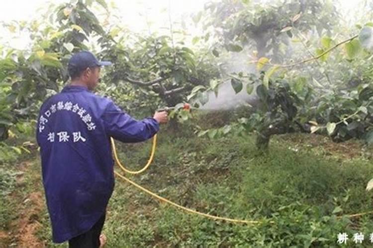 柿子树什么时候喷施钙镁硼锌铁叶面肥？