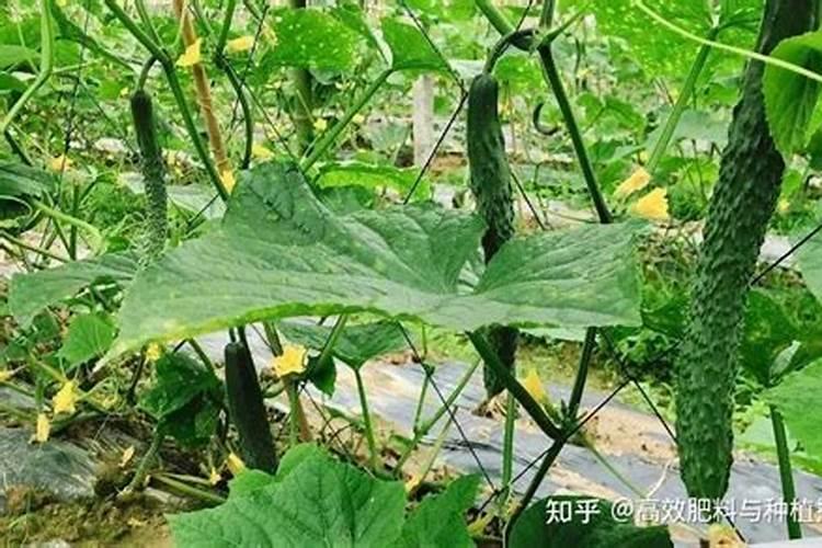 听人说钾肥对苹果膨大增甜很重要,到底该什么时候用？用哪种钾肥效果好...